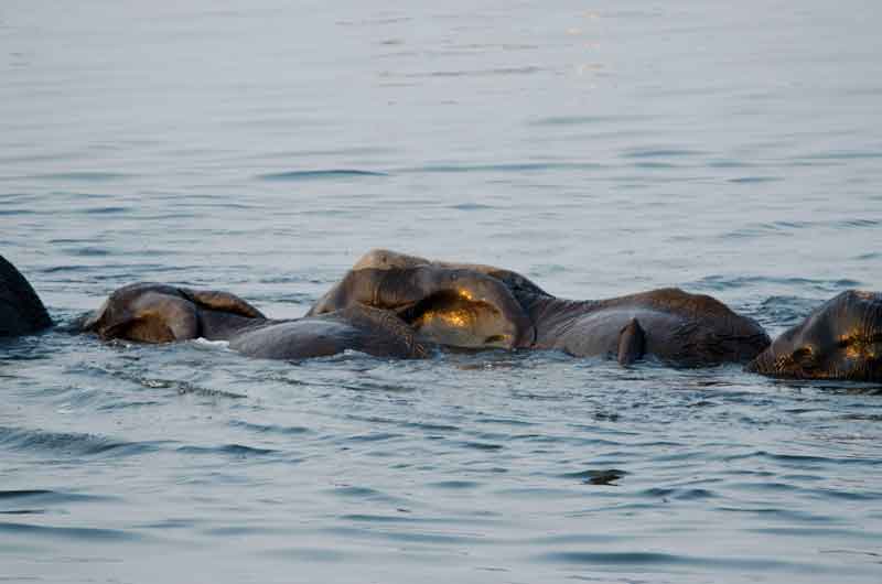 55 - Botswana - elefantes cruzando el rio Chobe - parque nacional de Chobe